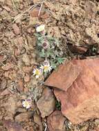 Image of Mex's fleabane