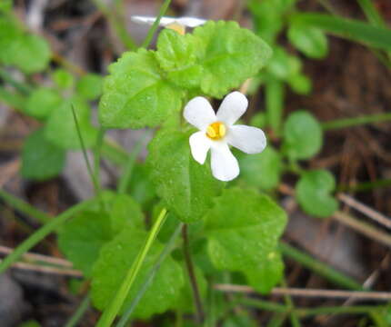 Image of Sutera cordata (Thunb.) Kuntze