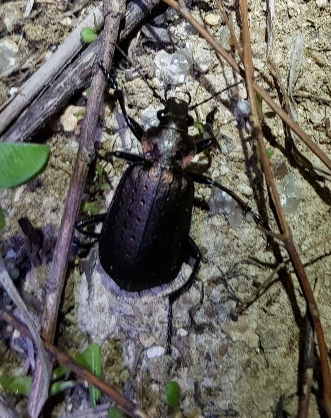 Image of Calosoma (Campalita) chinense Kirby 1819