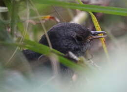 Image of Perija Tapaculo