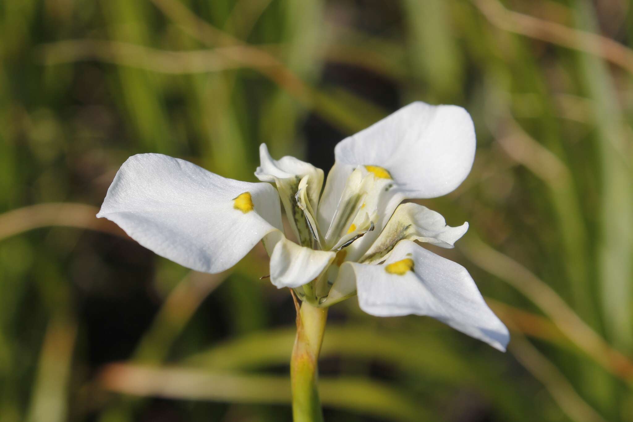 Image of Moraea cantharophila Goldblatt & J. C. Manning