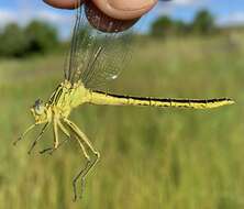 Image of Southern Yellowjack