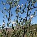 Imagem de Pteronia leptospermoides DC.