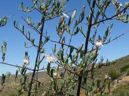 Image of Pteronia leptospermoides DC.