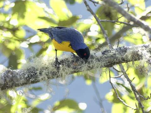 Image of Hooded Mountain Tanager