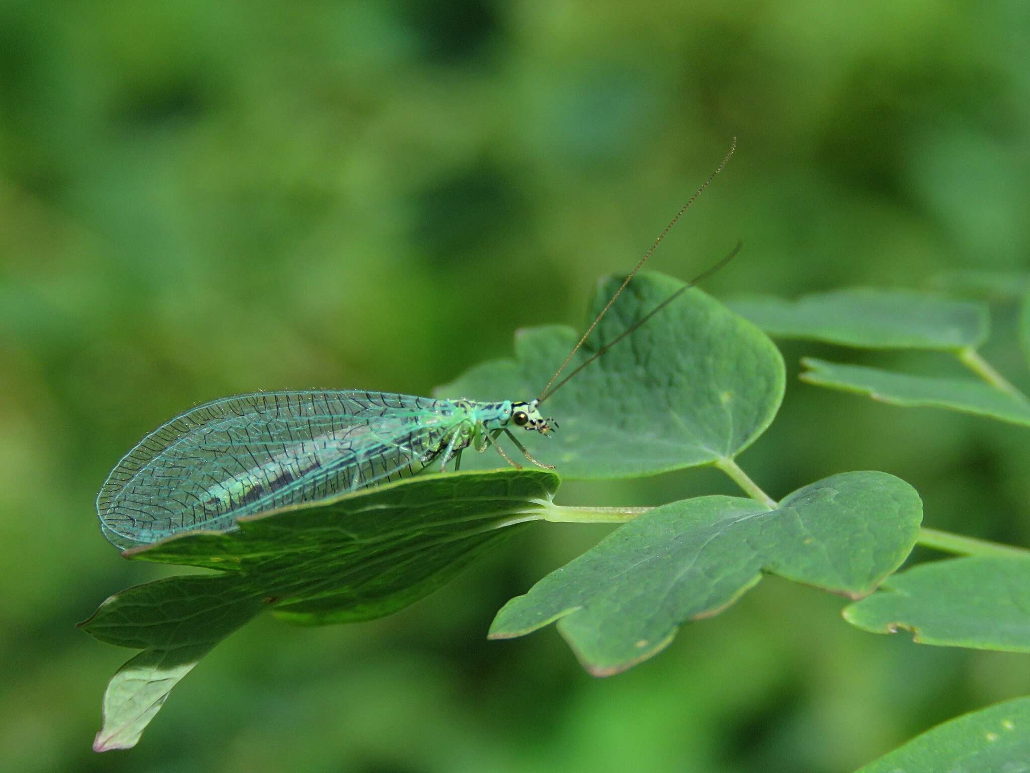 Image of Green lacewing