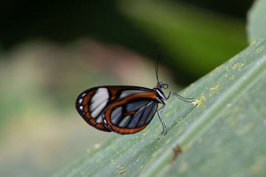 Image of Ithomia terra Hewitson 1852