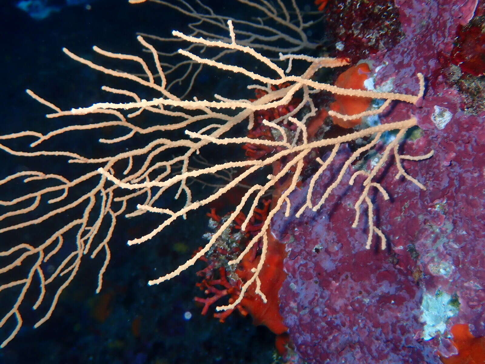 Image of yellow gorgonian