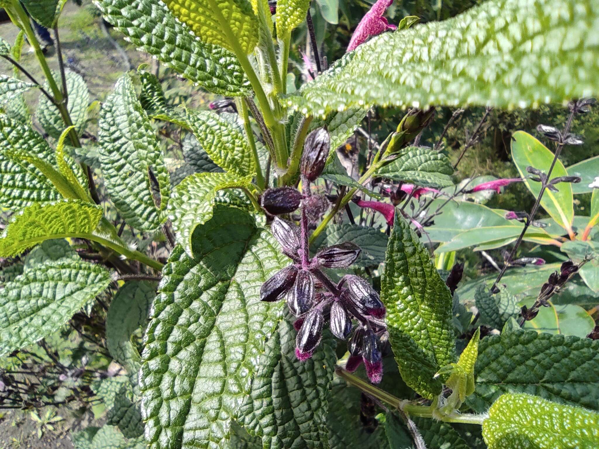 Imagem de Salvia quitensis Benth.