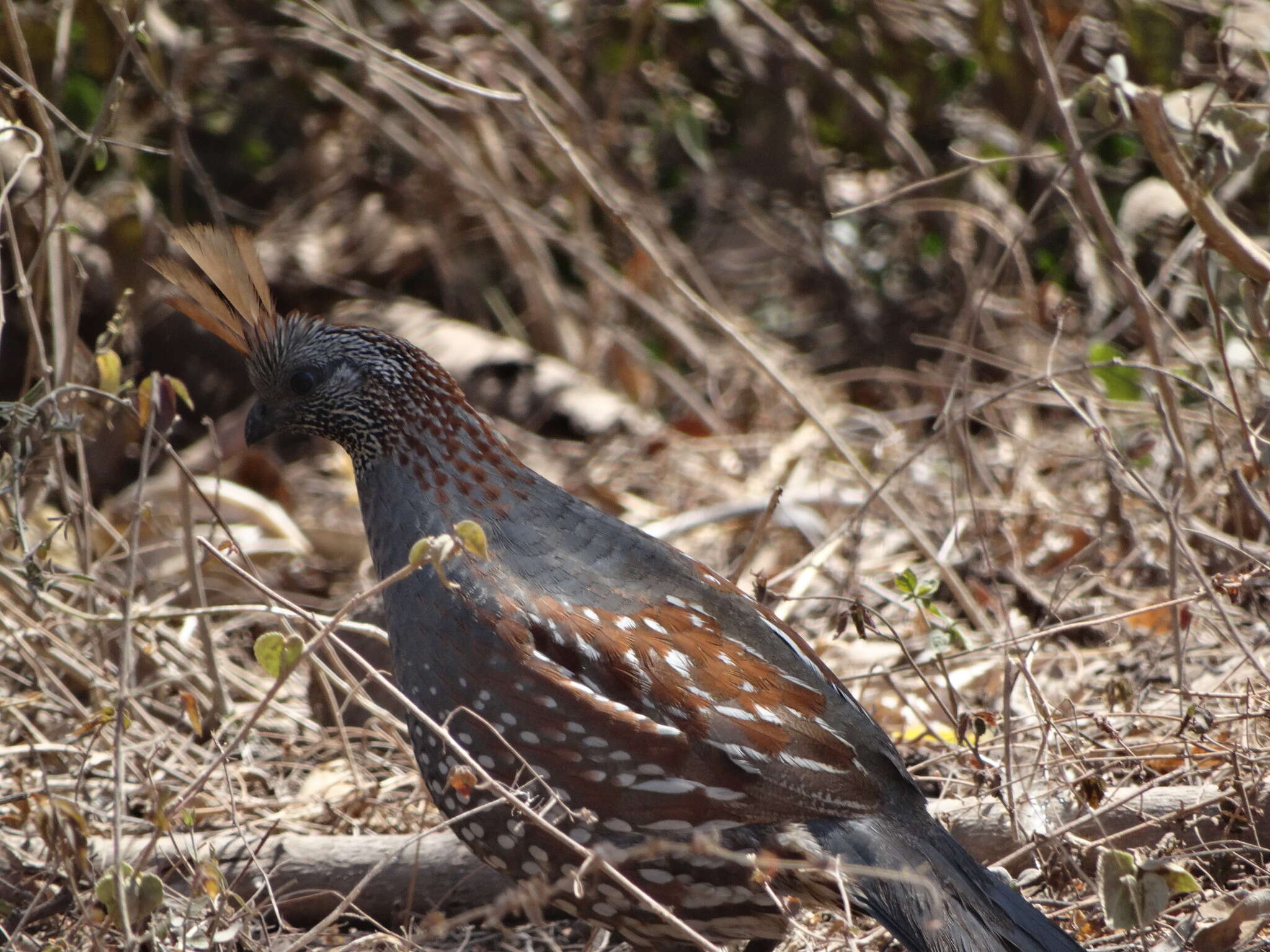 Image of Elegant Quail