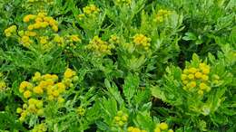 Image of Senecio radiolatus subsp. antipodus (Kirk) C. J. Webb