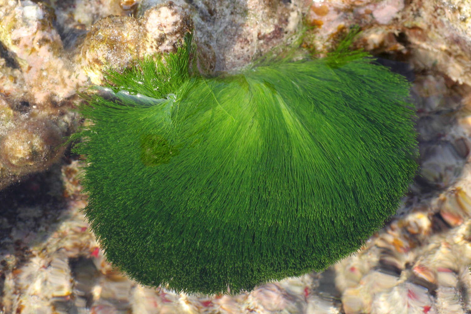 Image of Green Hair Algae