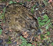 Image of Common Cape Toad; Sand Toad