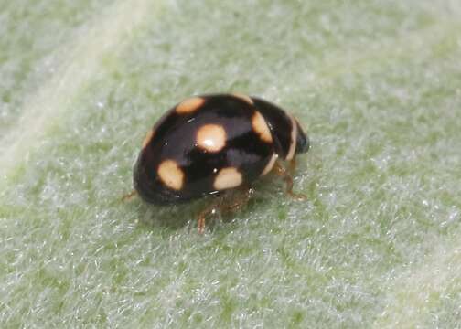 Image of Brachiacantha uteella Casey 1908