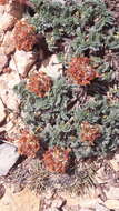 Image of Mountain Kidney Vetch