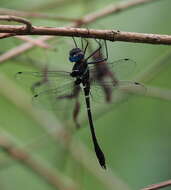 Image of Macromia cincta Rambur 1842