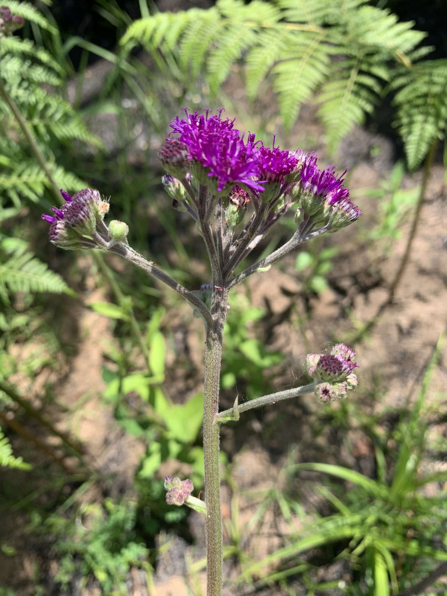 Imagem de Hilliardiella hirsuta (DC.) H. Robinson