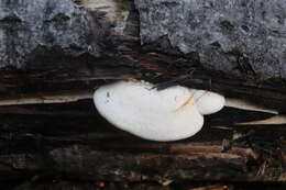 Lentinus pilososquamulosus Lj. N. Vassiljeva 1973 resmi