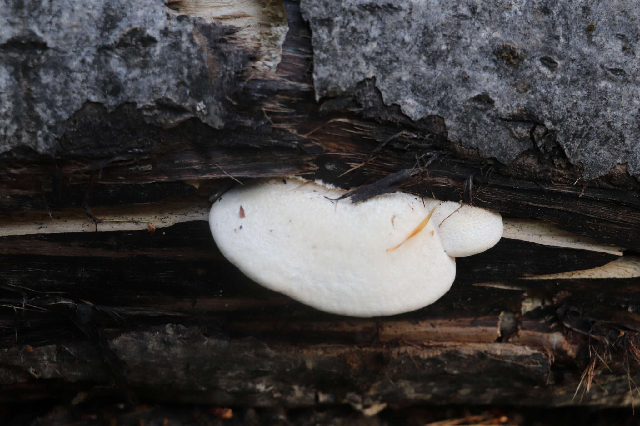 Image de Lentinus pilososquamulosus Lj. N. Vassiljeva 1973