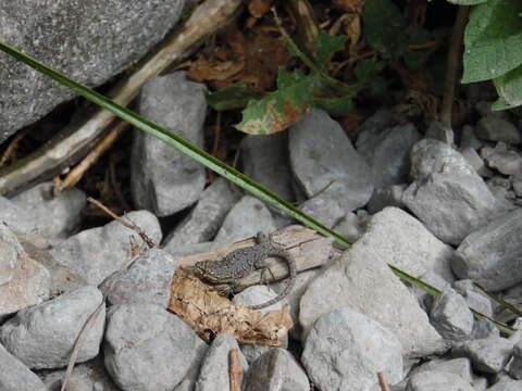 Image of Thin Tree Iguana