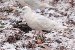 Image of Iceland gull