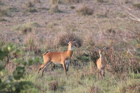 Image of Uganda Kob