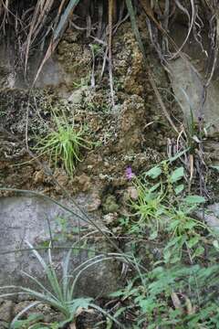 Image of Pinguicula gypsicola T. S. Brandeg.