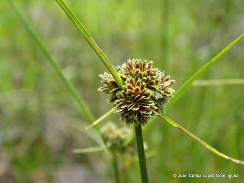 Sivun Cyperus reflexus Vahl kuva