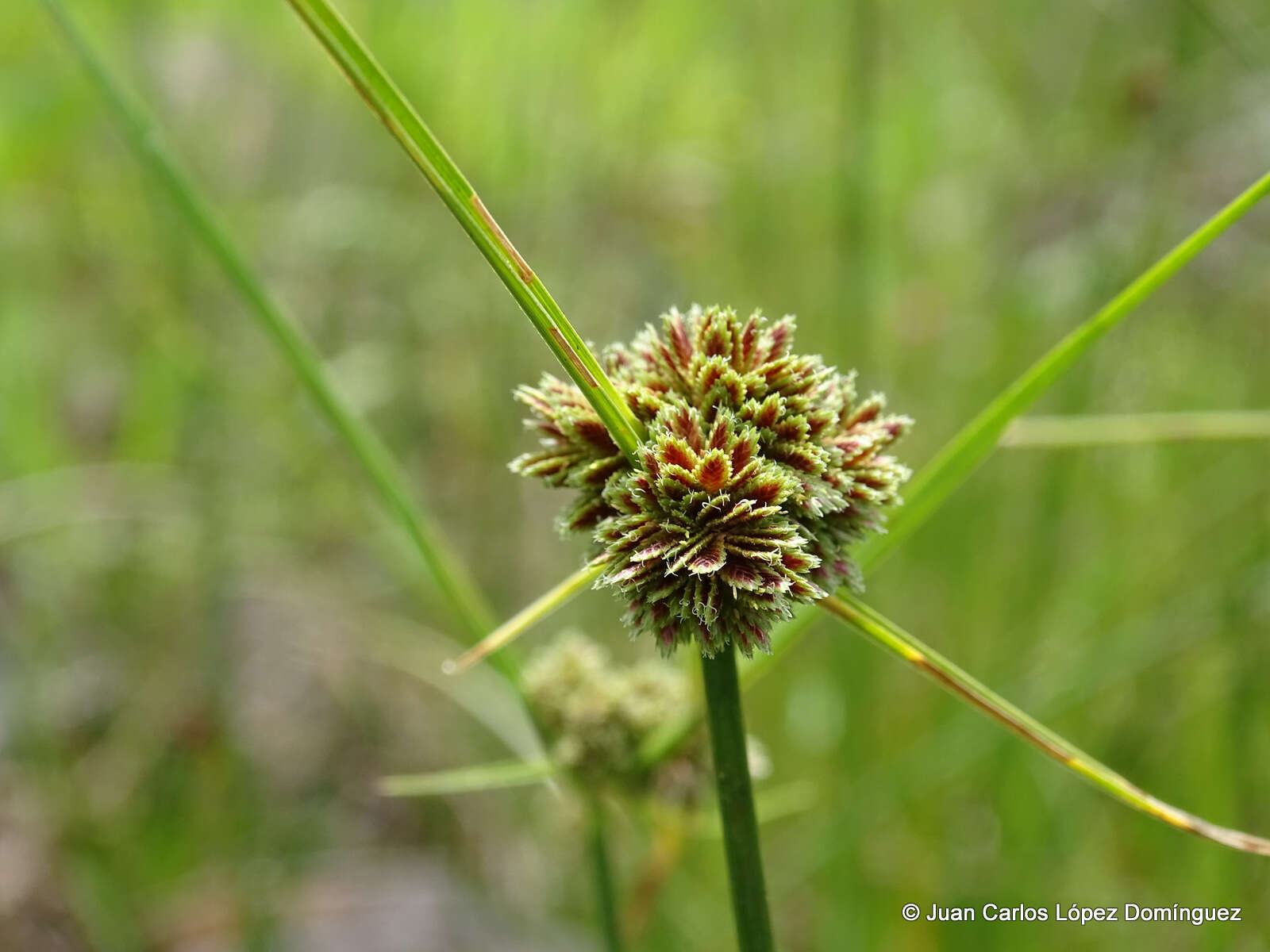 Imagem de Cyperus reflexus Vahl