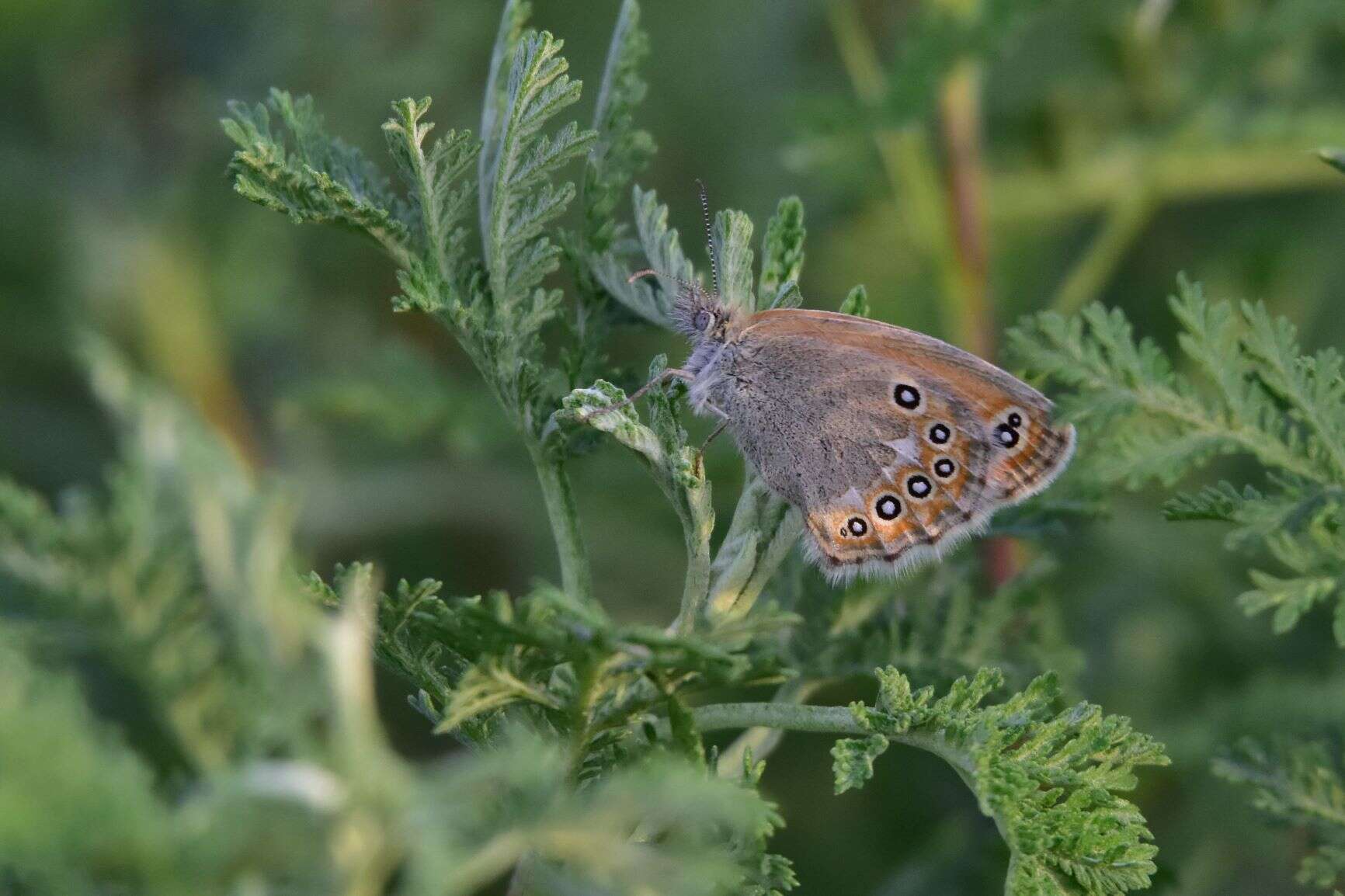 Image of Coenonympha amaryllis Cramer 1782