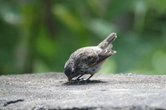 Image of Small Ground Finch