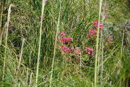 Image of Begonia micranthera Griseb.