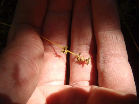 Image of Ryegrass sedge