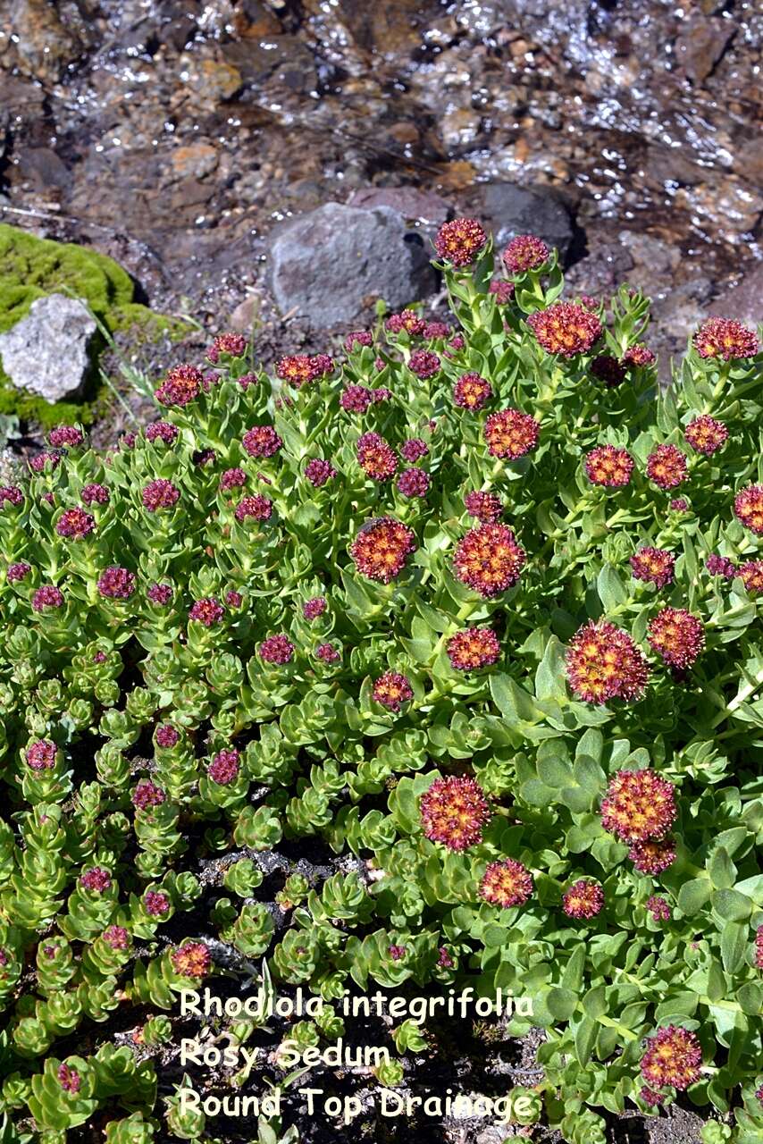 Image of ledge stonecrop