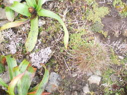 Image de Gentianella antarctica (Kirk) T. N. Ho & S. W. Liu