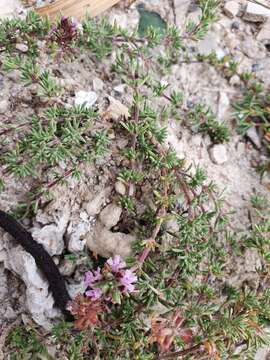 Thymus willdenowii Boiss. resmi