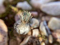 Imagem de Ornithogalum sardienii van Jaarsv.