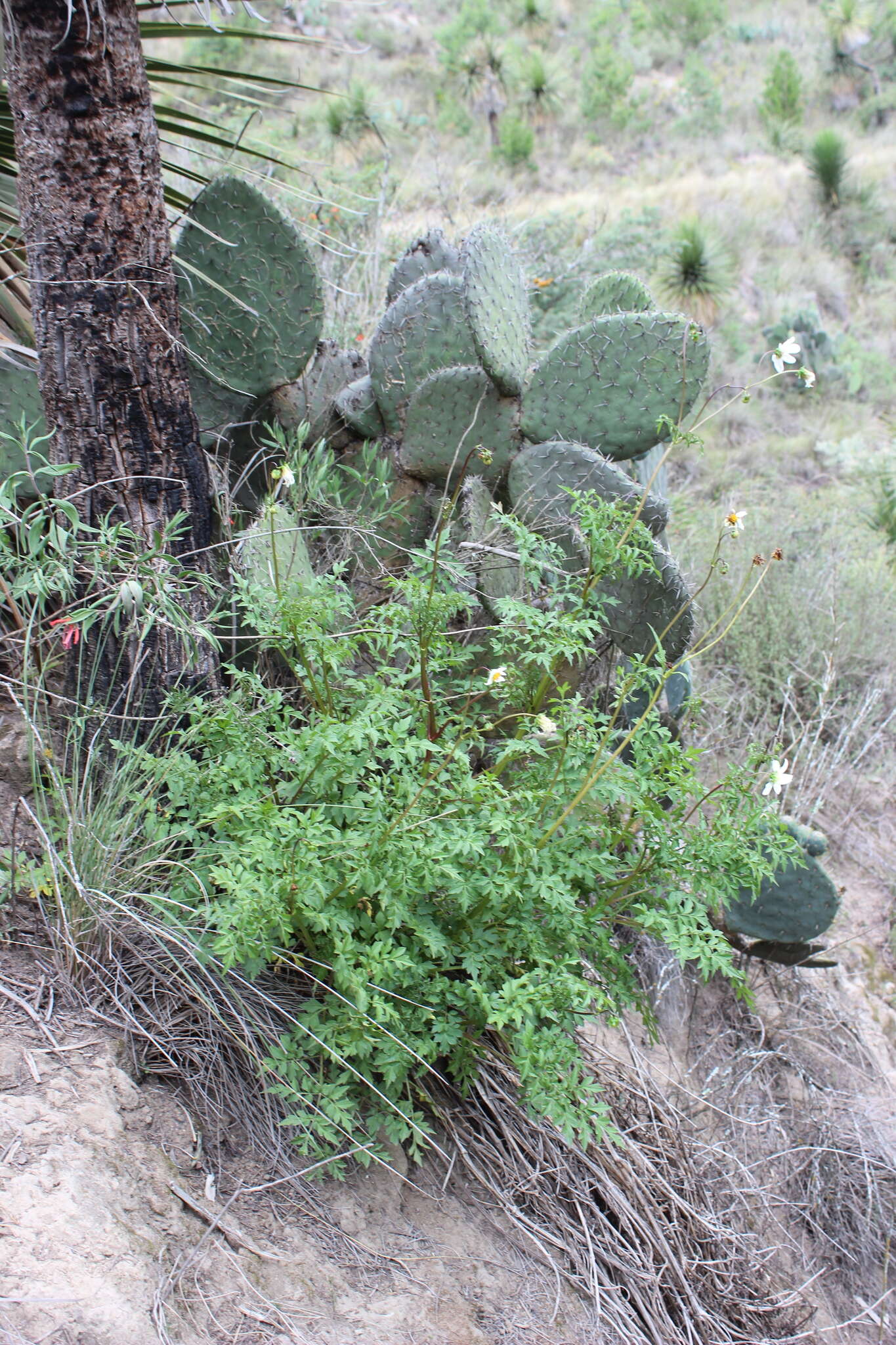 Image of Dahlia merckii Lehm.