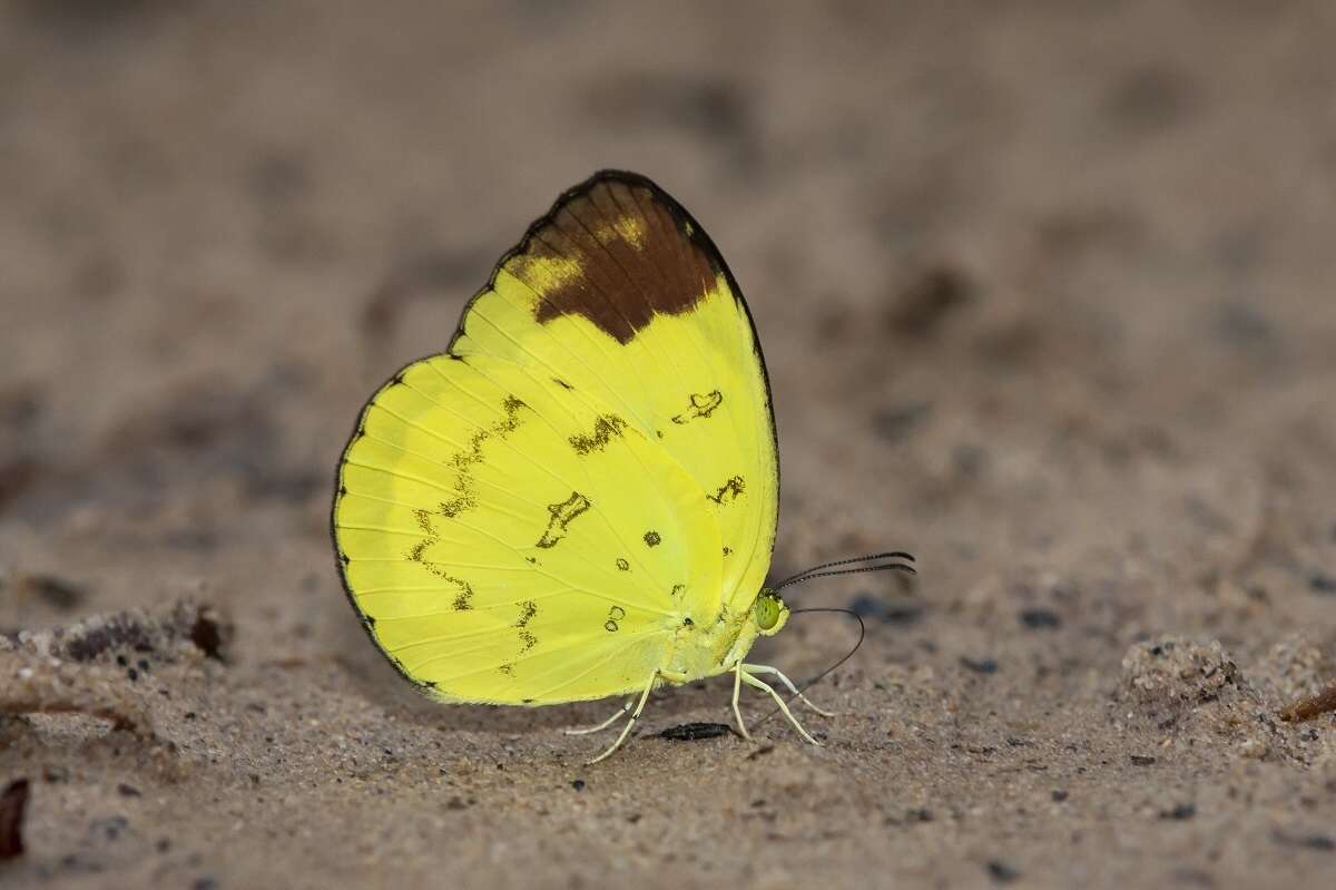 Image of Eurema simulatrix (Staudinger 1891)