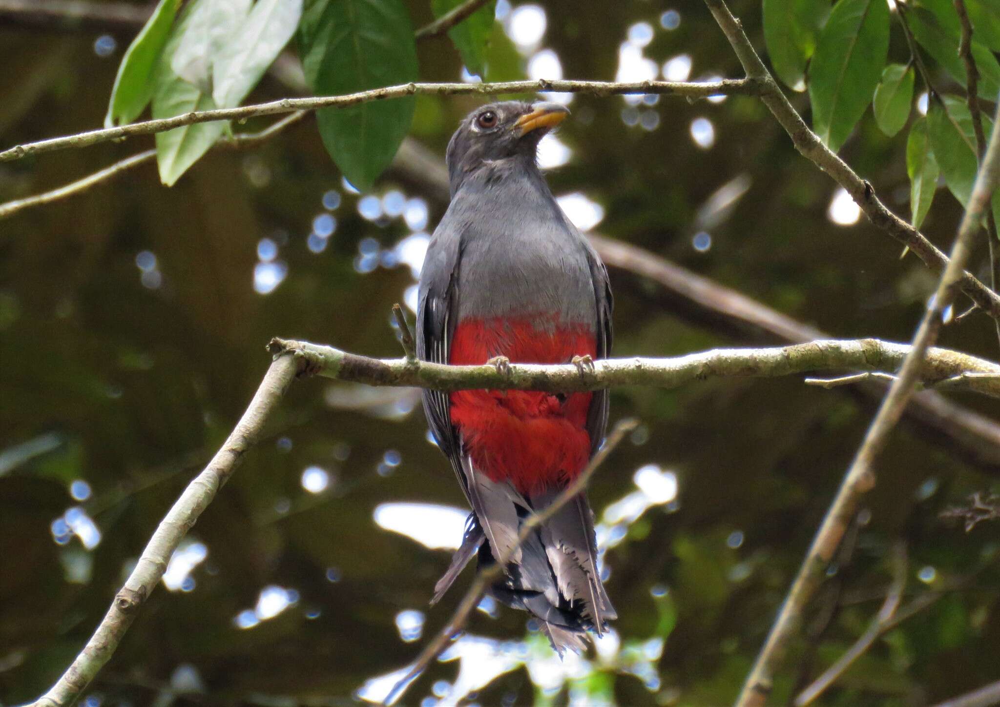 صورة Trogon melanurus Swainson 1838