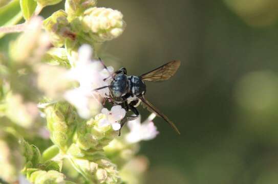 Triepeolus tristis (Smith 1854) resmi