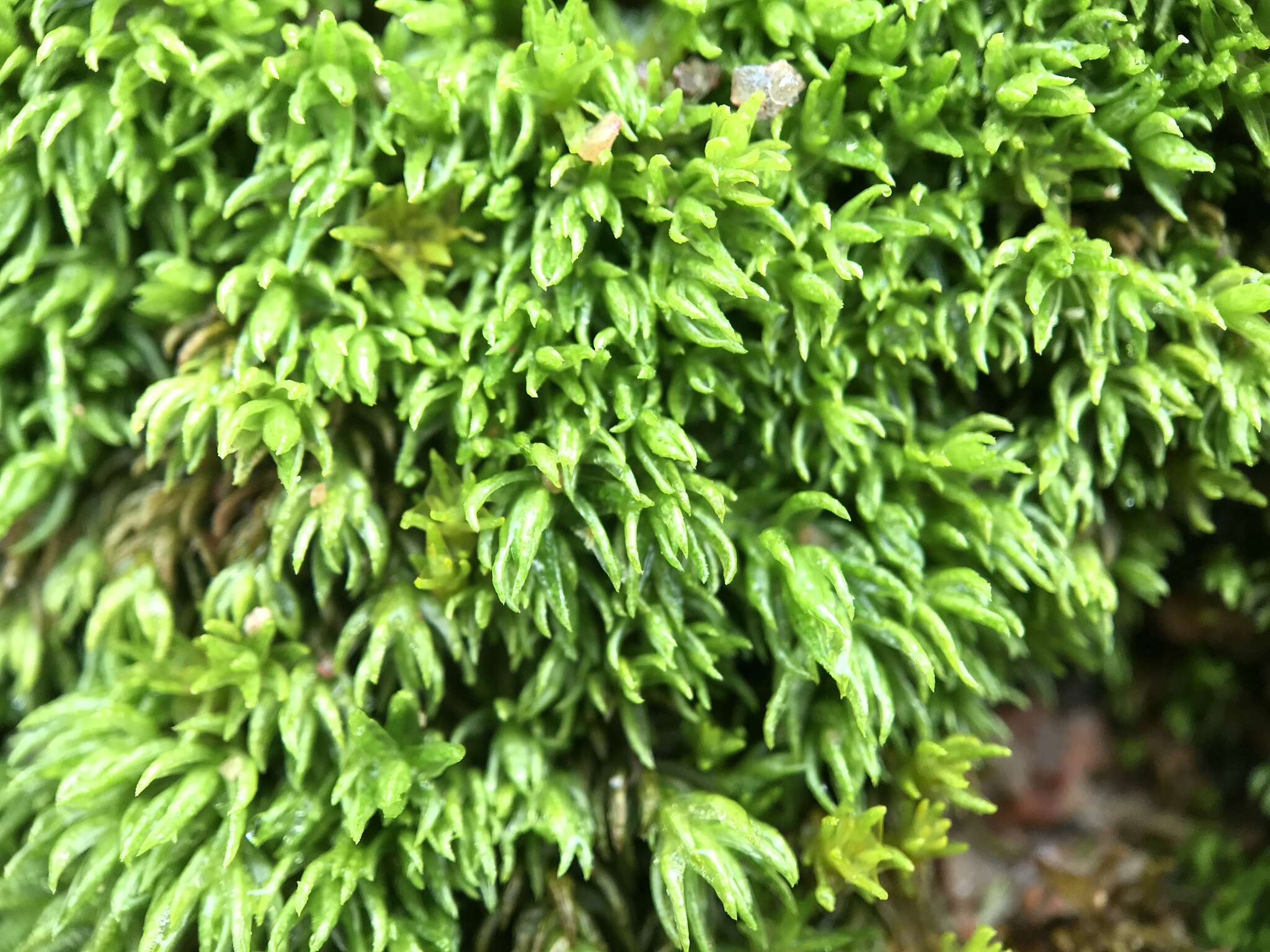 Image of oligotrichum moss