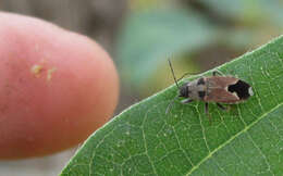 Image of Melanotelus villosula (Stal & C. 1855)