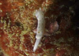 Sivun Hypselodoris lacuna Gosliner & R. F. Johnson 2018 kuva