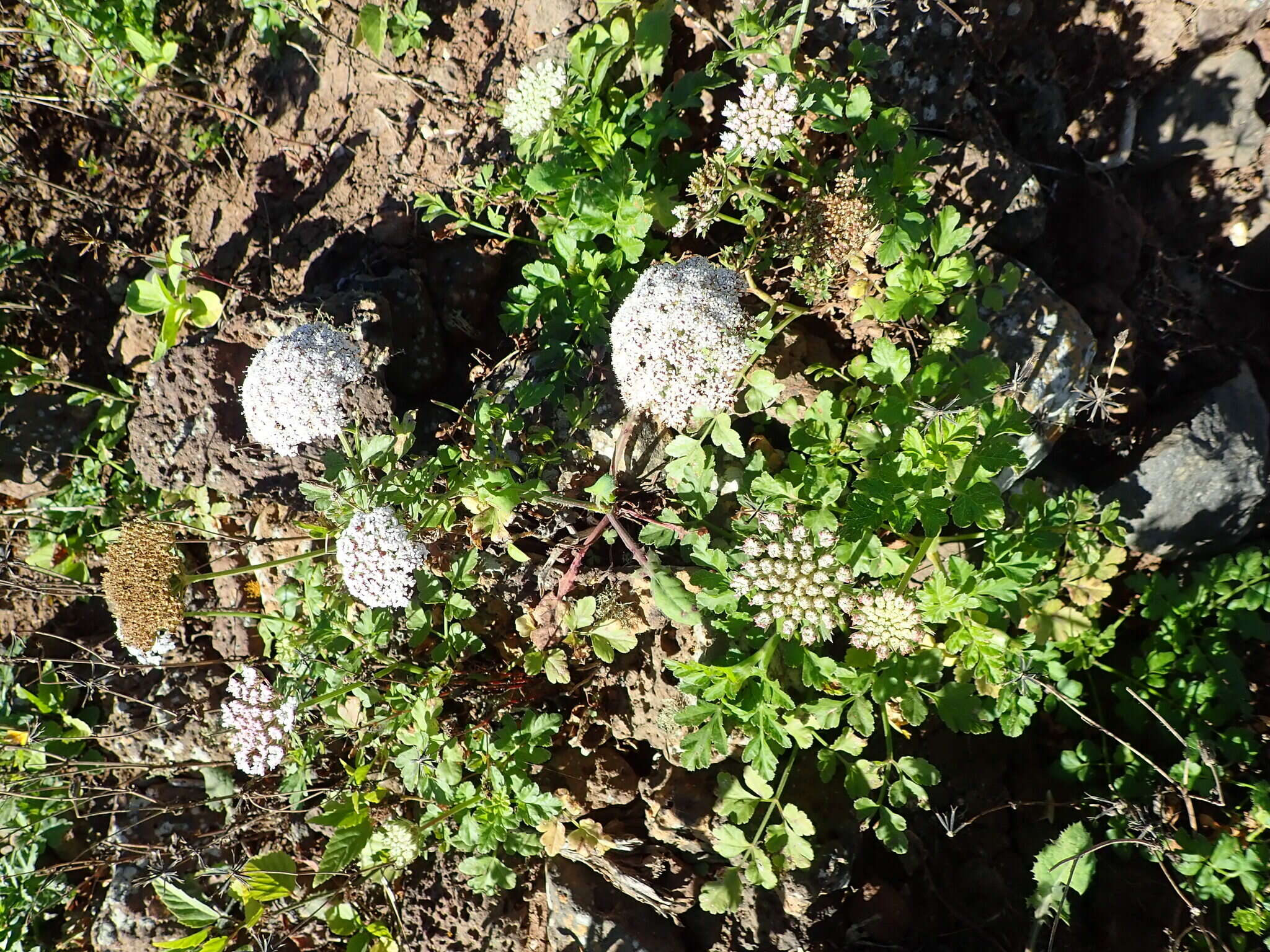 Слика од Daucus insularis (Parl. ex Webb) Spalik, Wojew., Banasiak & Reduron