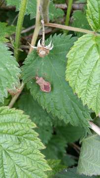 Imagem de Coreus marginatus marginatus (Linnaeus 1758)