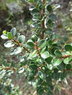 Image of Schinus microphylla I. M. Johnston