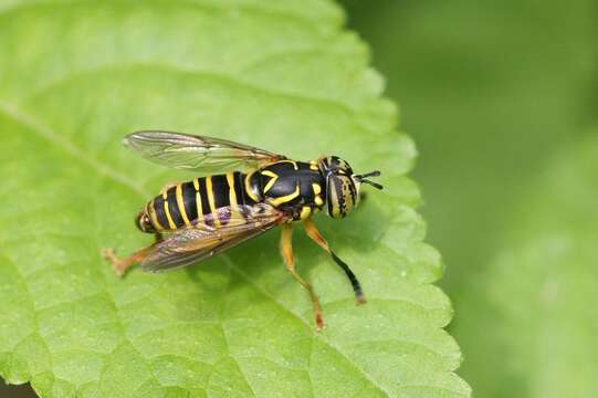 Image of Eastern Hornet Fly