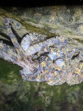 Image of Southern blue-ringed octopus