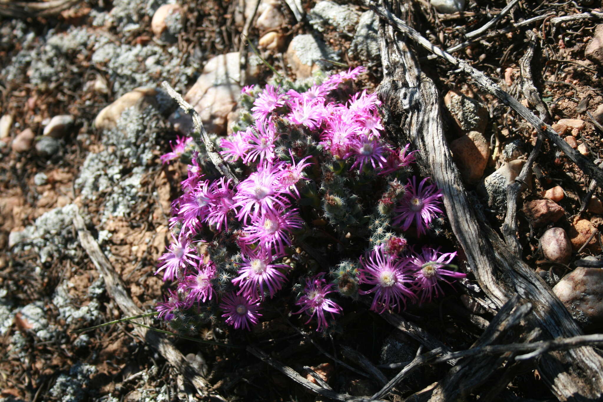 Image of Trichodiadema marlothii L. Bol.